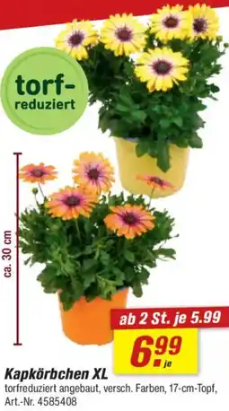 toom Baumarkt Kapkörbchen XL Angebot