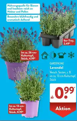 Aldi Süd GARDENLINE Lavendel Angebot