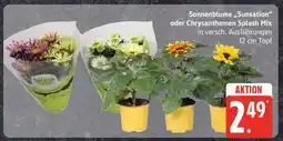 Edeka Sonnenblume 'Sunsation' oder Chrysanthemen Splash Mix Angebot