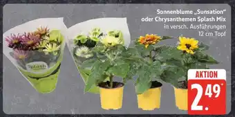Edeka Sonnenblume 'Sunsation' oder Chrysanthemen Splash Mix Angebot