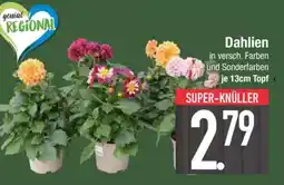 Edeka Dahlien Angebot