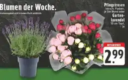 Edeka Pfingstrosen oder Gartenlavendel Angebot