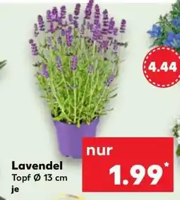 Kaufland Lavendel Angebot