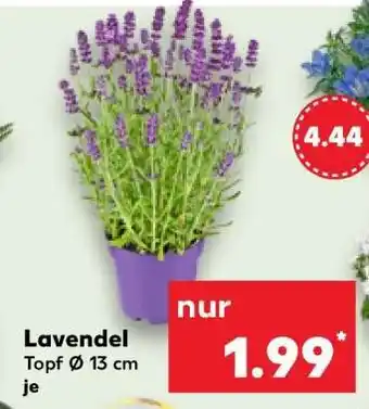 Kaufland Lavendel Angebot