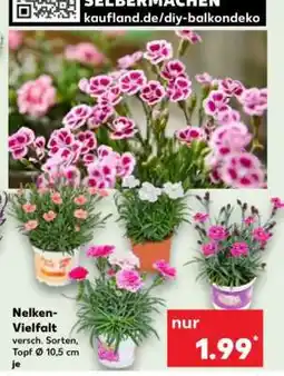 Kaufland Nelken-Vielfalt Angebot