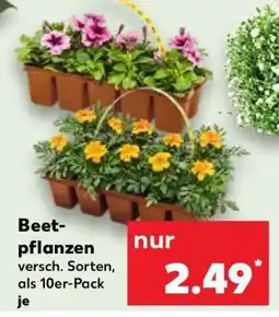Kaufland Beetpflanzen Angebot