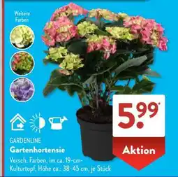 Aldi Süd Gartenhortensie Angebot