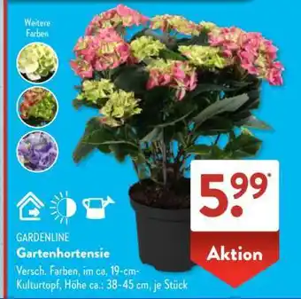Aldi Süd Gartenhortensie Angebot