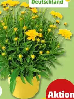 PENNY Bienenstauden Angebot