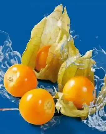 Lidl Physalis Angebot