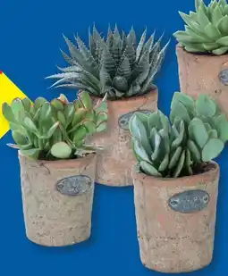 Lidl Sukkulenten Angebot