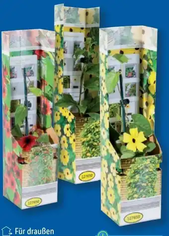 Lidl Thunbergia-Kletterpflanze Angebot