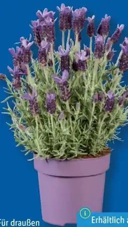 Lidl Lavendel Angebot