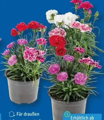 Lidl Dianthus Trio Angebot