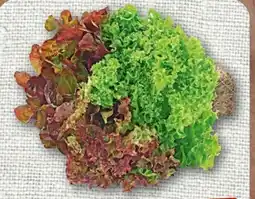 nahkauf Wurzelsalate Salattrio Angebot