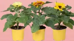 Edeka Sunsation Sonnenblumen Angebot