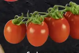 Edeka SanLucar Mini-Romarispentomaten Küsse Angebot