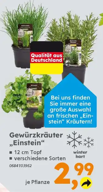 Globus Baumarkt Gewürzkräuter „Einstein“ Angebot