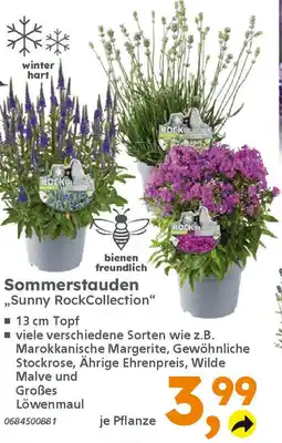 Globus Baumarkt Sommerstauden ,,Sunny RockCollection" Angebot