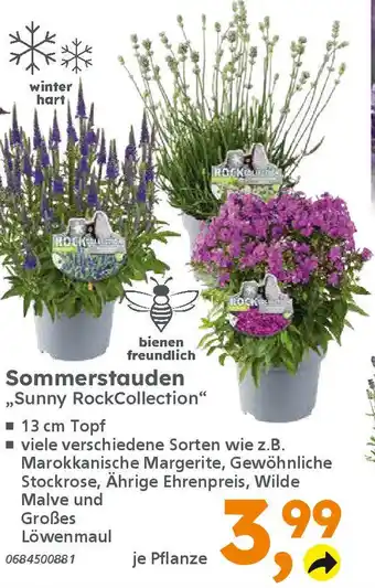 Globus Baumarkt Sommerstauden ,,Sunny RockCollection" Angebot