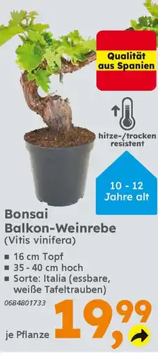 Globus Baumarkt Bonsai Balkon-Weinrebe (Vitis vinifera) Angebot