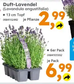 Globus Baumarkt Duft-Lavendel (Lavandula angustifolia) Angebot