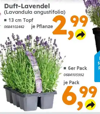 Globus Baumarkt Duft-Lavendel (Lavandula angustifolia) Angebot