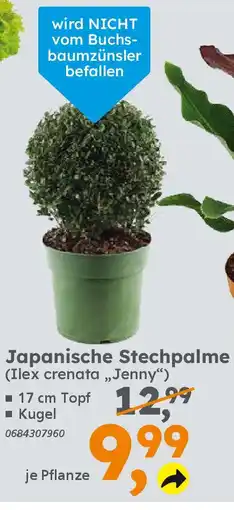 Globus Baumarkt Japanische Stechpalme (Ilex crenata,,Jenny") Angebot