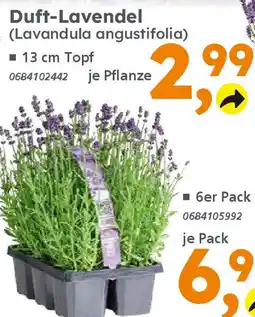 Globus Baumarkt Duft-Lavendel (Lavandula angustifolia) Angebot