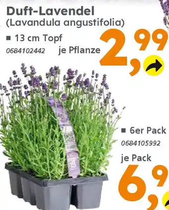 Globus Baumarkt Duft-Lavendel (Lavandula angustifolia) Angebot