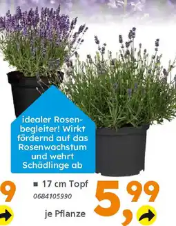 Globus Baumarkt Duft-Lavendel (Lavandula angustifolia) Angebot