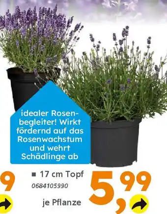 Globus Baumarkt Duft-Lavendel (Lavandula angustifolia) Angebot