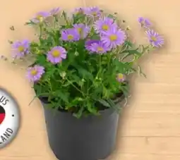 REWE Center Blaues Gänseblümchen Angebot