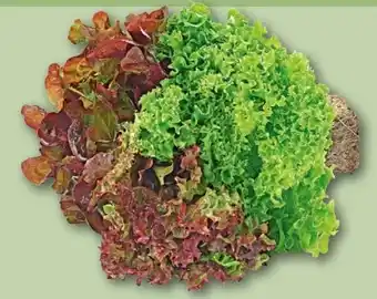 REWE Center Wurzelsalate Salattrio Angebot