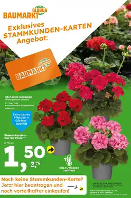 Globus Baumarkt Stehende Geranien (Pelargonium zonale) Angebot