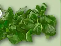 REWE Rewe Bio Feldsalat Angebot