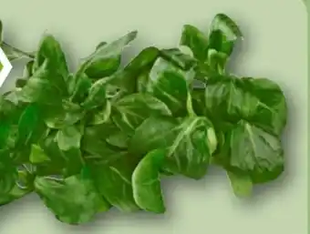 REWE Rewe Bio Feldsalat Angebot