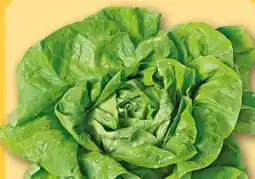 REWE Rewe Regional Kopfsalat Angebot
