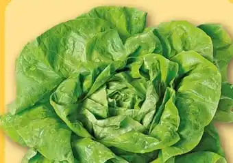 REWE Rewe Regional Kopfsalat Angebot