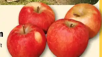 REWE Obst vom Zedernhof Apfel Elstar Angebot
