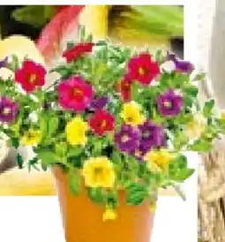 BayWa Plantiflor Zauberglöckchen Trio Angebot