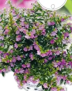 BayWa Plantiflor Japanische Scheinmyrthe Flori Glory Angebot
