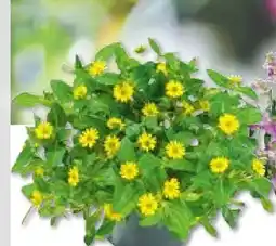 BayWa Plantiflor Husarenknopf Angebot
