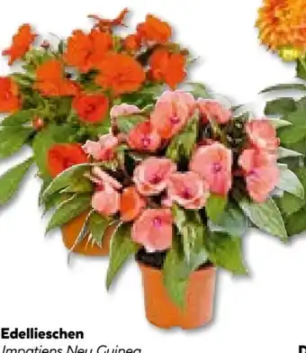 BayWa Plantiflor Edellieschen Angebot