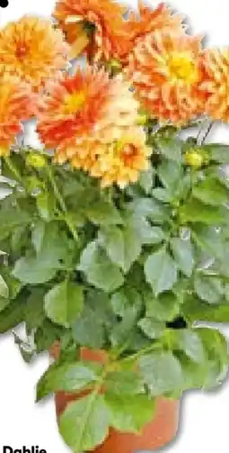BayWa Plantiflor Dahlie Angebot