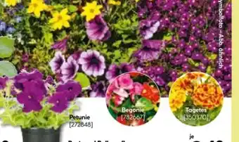 BayWa Plantiflor Beet- und Balkonpflanzen Angebot
