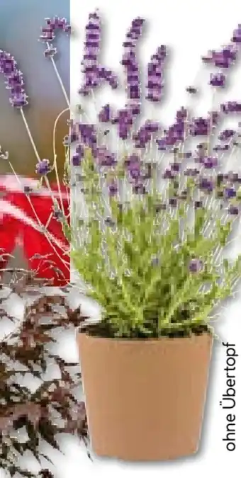 BayWa Bau & Garten Plantiflor Lavendel Munstead Angebot