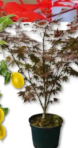 BayWa Plantiflor Fächerahorn Angebot