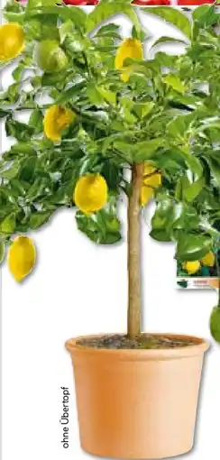 BayWa Plantiflor Citrus-Ministamm Angebot