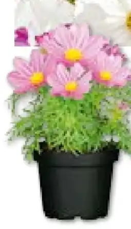BayWa Plantiflor Schmuckkörbchen Angebot
